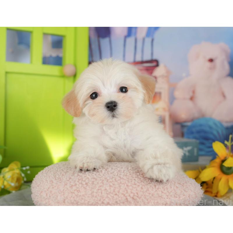 販売中の茨城県のマルプー:マルチーズ×トイプードル-427062の5枚目