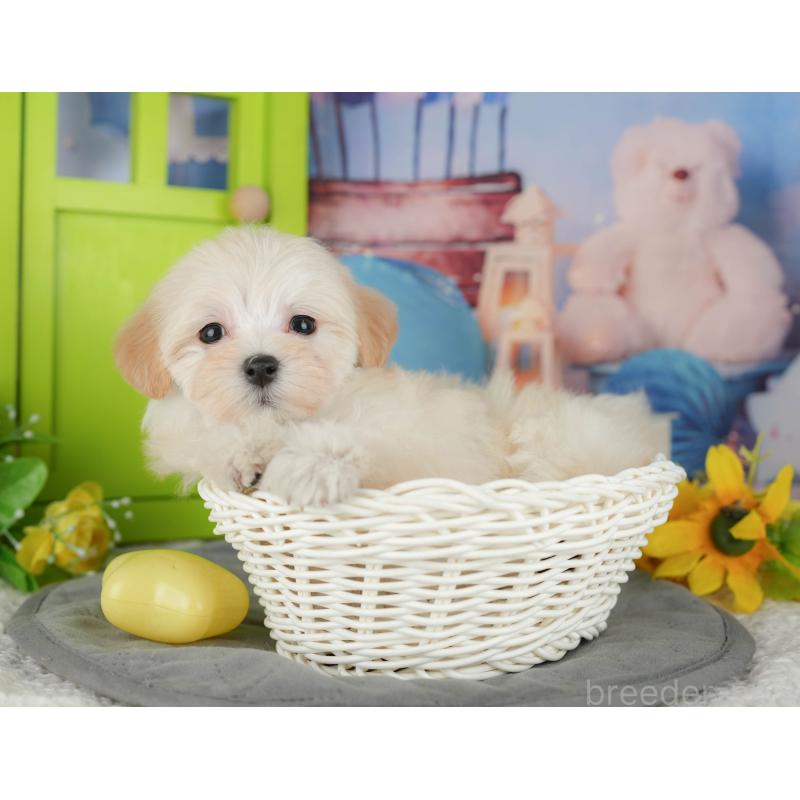 販売中の茨城県のマルプー:マルチーズ×トイプードル-427062の4枚目