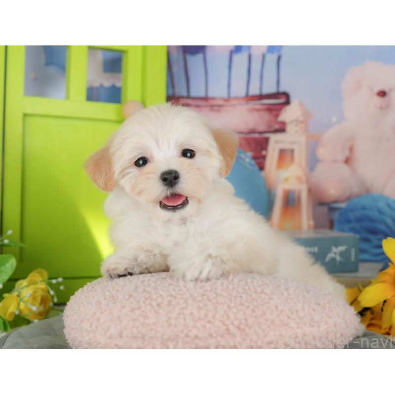 販売中の茨城県のマルプー:マルチーズ×トイプードル-427062の3枚目