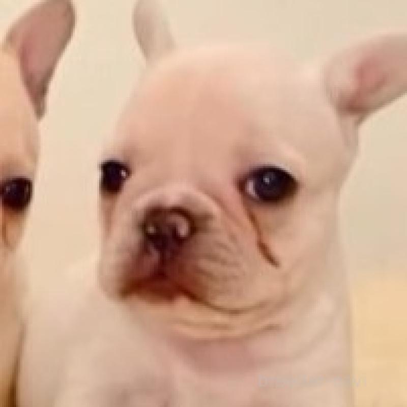 販売中の滋賀県のフレンチブルドッグ-427061