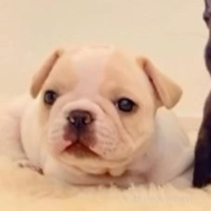 販売中の滋賀県のフレンチブルドッグ-427065の1枚目