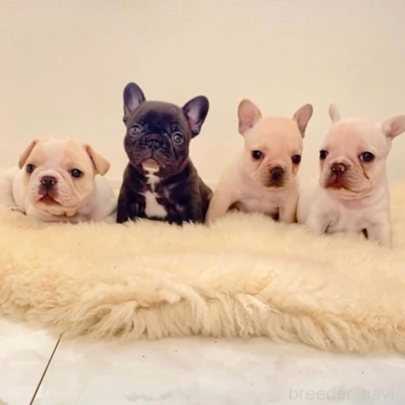 販売中の滋賀県のフレンチブルドッグ-427065の4枚目