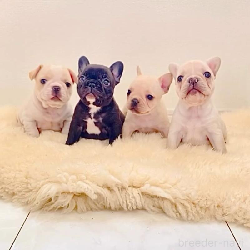 販売中の滋賀県のフレンチブルドッグ-427065の3枚目