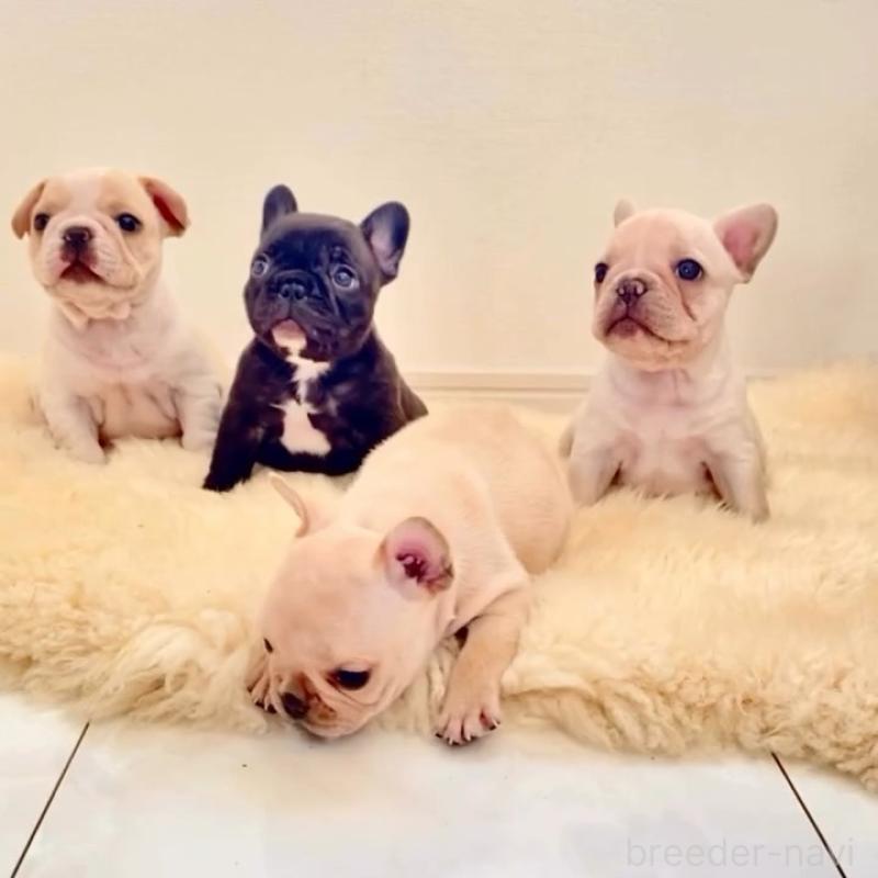 販売中の滋賀県のフレンチブルドッグ-427065の2枚目