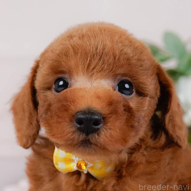 販売中の神奈川県のトイプードル-427067の1枚目