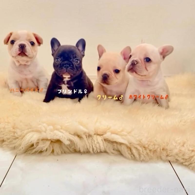 販売中の滋賀県のフレンチブルドッグ-427066の5枚目