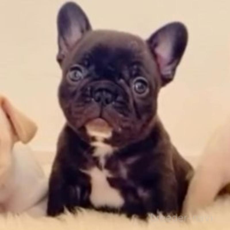 販売中の滋賀県のフレンチブルドッグ-427066