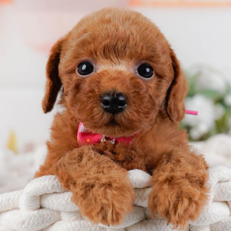 販売中の神奈川県のトイプードル-427069の1枚目