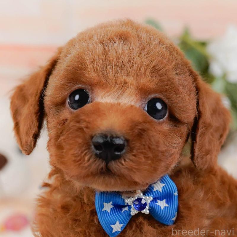 販売中の神奈川県のトイプードル-427075の1枚目