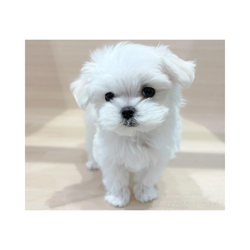 販売中ののマルチーズ-427073