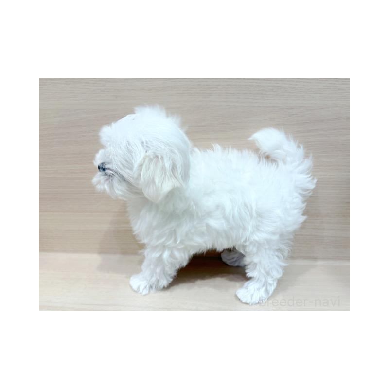 販売中の東京都のマルチーズ-427073の5枚目