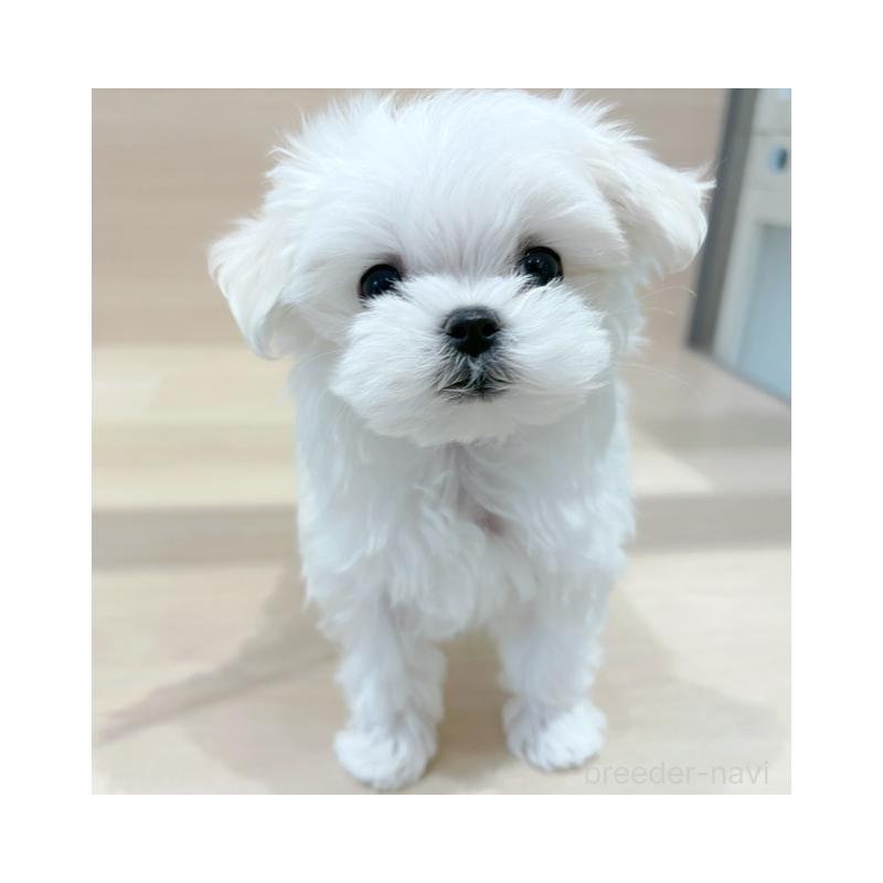 販売中の東京都のマルチーズ-427073の4枚目