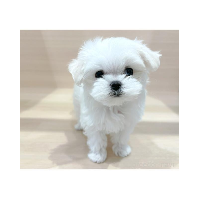 販売中の東京都のマルチーズ-427073の3枚目