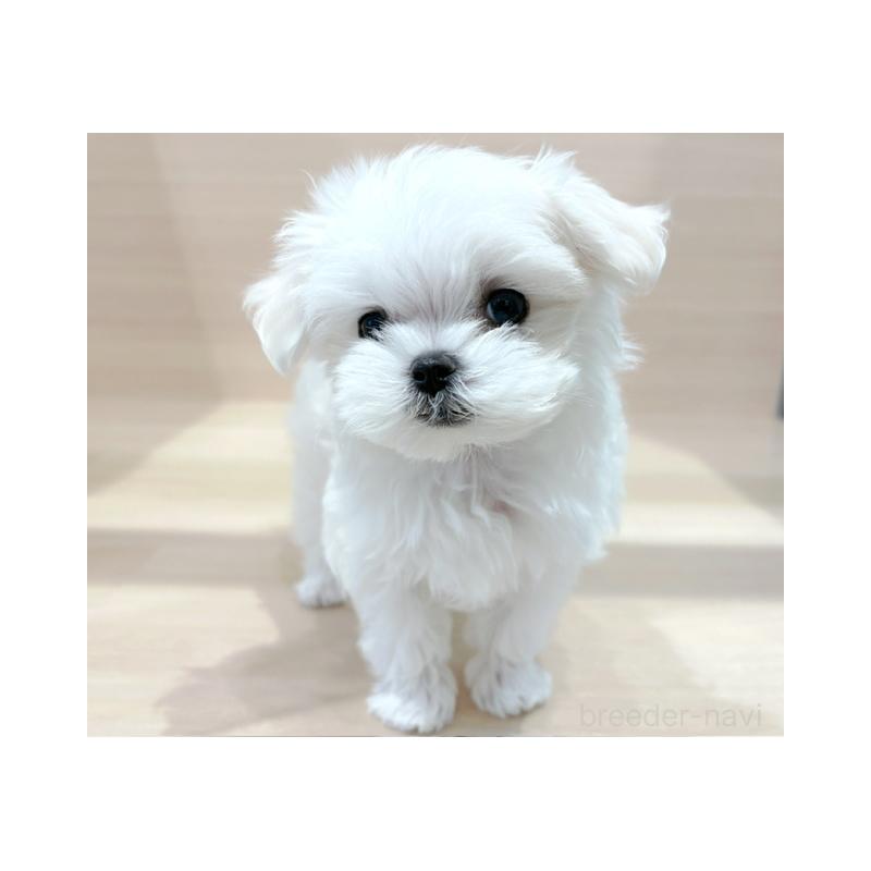 販売中の東京都のマルチーズ-427073の2枚目