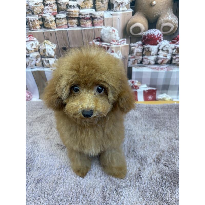 販売中の静岡県のミックス犬-410540の9枚目