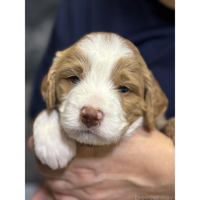 販売中の熊本県のバーニードゥードル:バーニーズ×スタンダードプードル-427077の5枚目