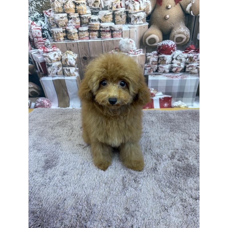 販売中の静岡県のミックス犬-410540の8枚目