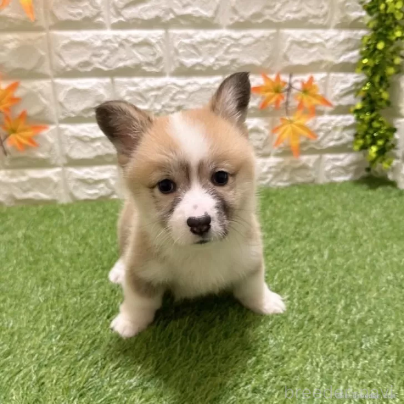 販売中の愛知県のウェルシュコーギーペンブローク-423506