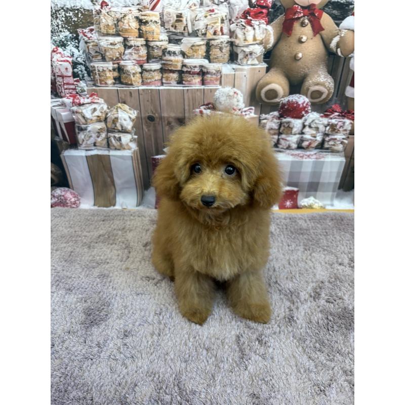 販売中の静岡県のミックス犬-410540の7枚目