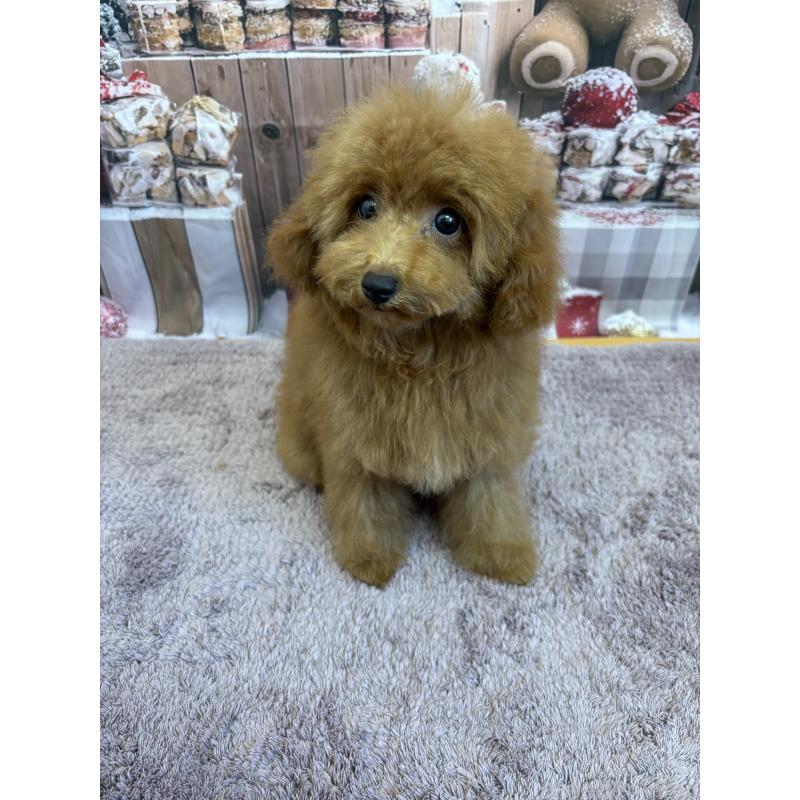 販売中の静岡県のミックス犬-410540の6枚目