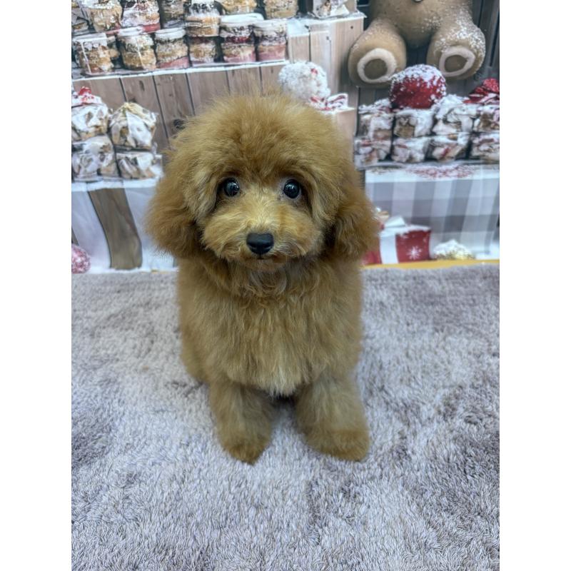 販売中の静岡県のミックス犬-410540の5枚目