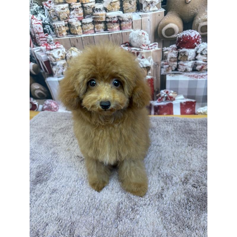 販売中の静岡県のミックス犬-410540の4枚目