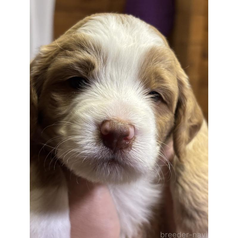 販売中の熊本県のバーニードゥードル:バーニーズ×スタンダードプードル-427077の4枚目