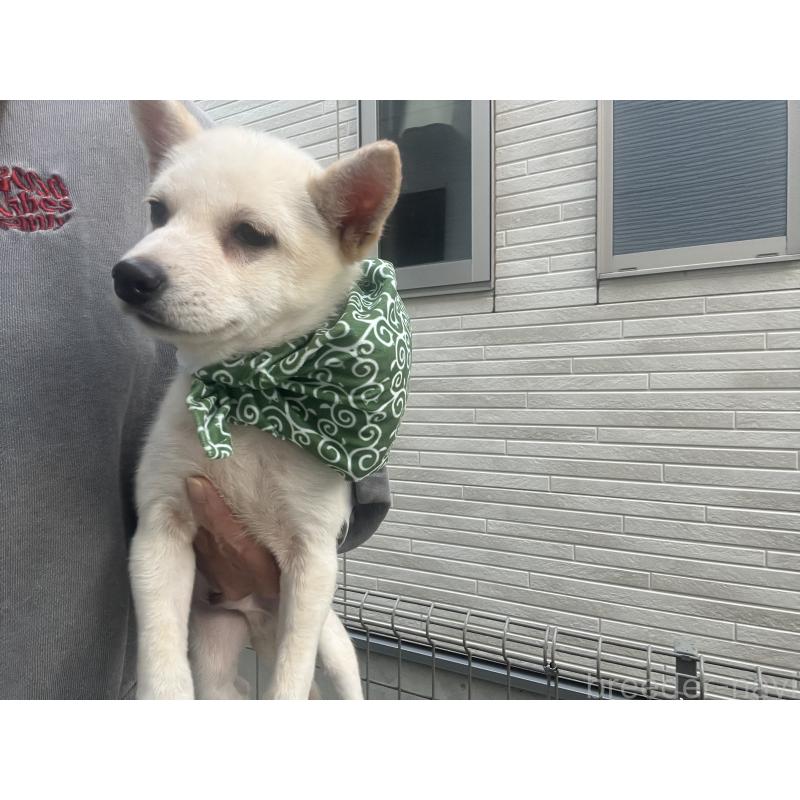 販売中の埼玉県のミックス犬-418401の2枚目