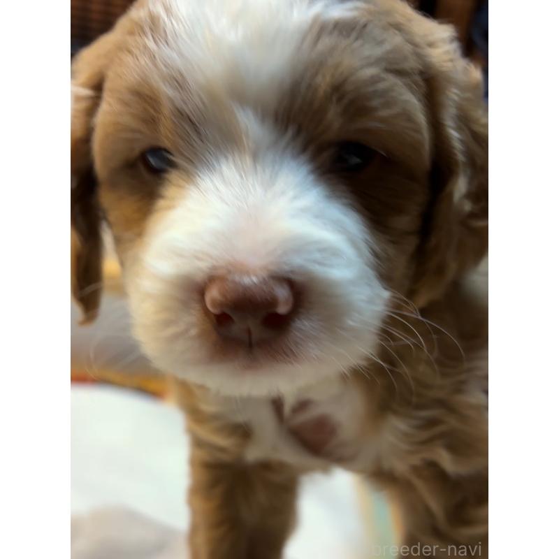 販売中の熊本県のバーニードゥードル:バーニーズ×スタンダードプードル-427077の3枚目