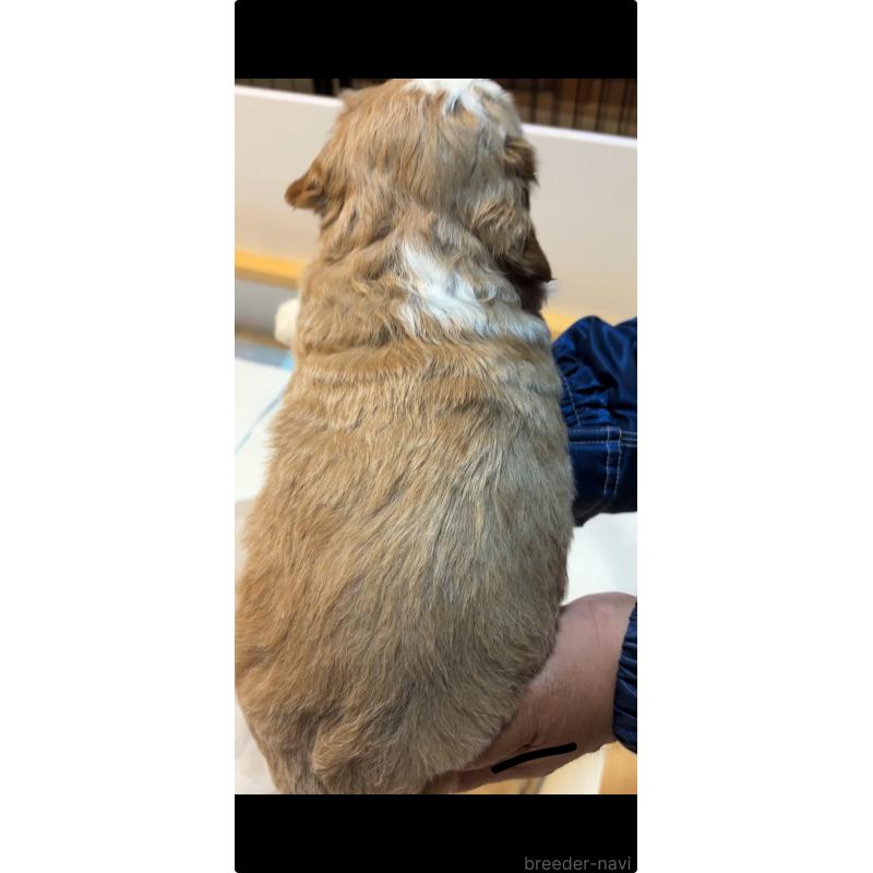 販売中の熊本県のバーニードゥードル:バーニーズ×スタンダードプードル-427077の2枚目