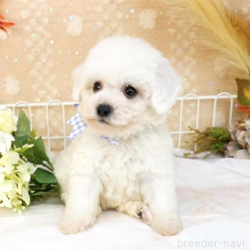 販売中の滋賀県のビションフリーゼ-427076の1枚目