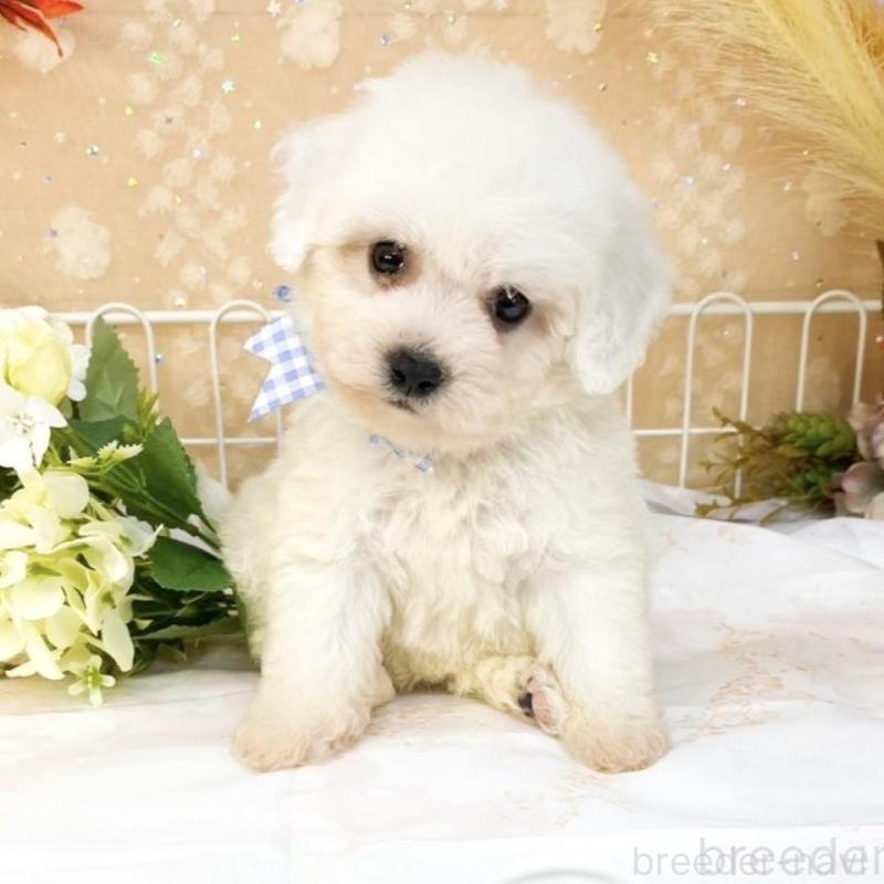 販売中の滋賀県のビションフリーゼ-427076の6枚目