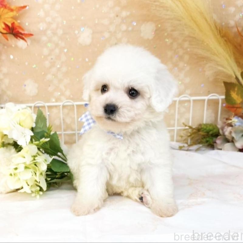 販売中の滋賀県のビションフリーゼ-427076の5枚目