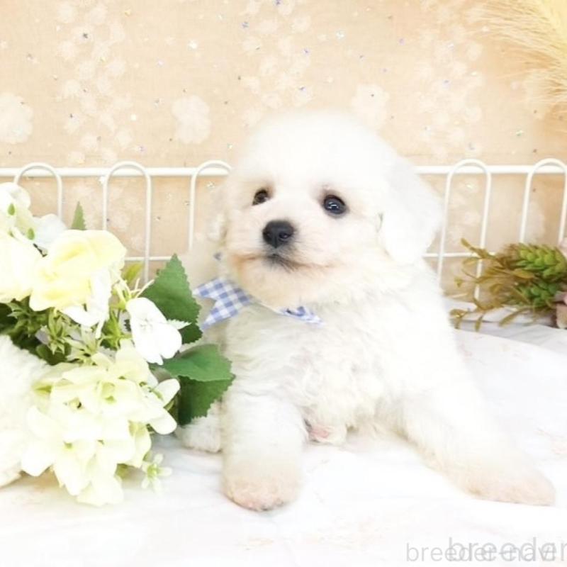 販売中の滋賀県のビションフリーゼ-427076の4枚目