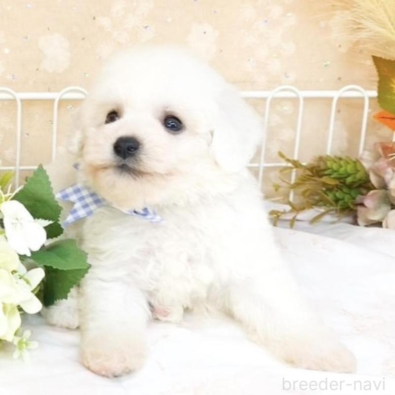 販売中の滋賀県のビションフリーゼ-427076の3枚目