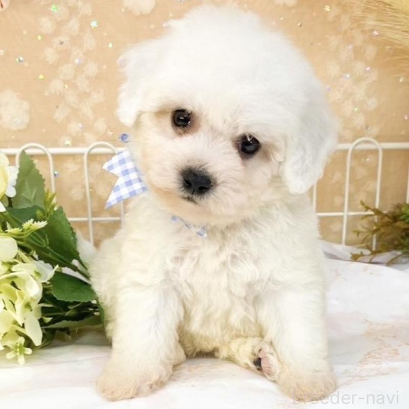 販売中の滋賀県のビションフリーゼ-427076の2枚目