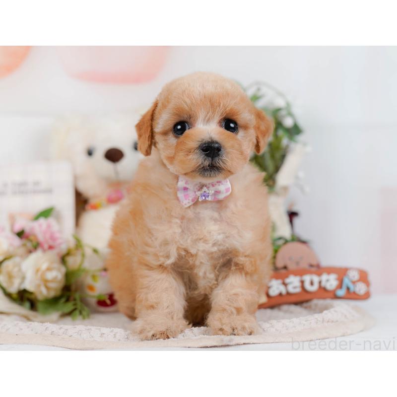 販売中の神奈川県のタイニープードル-427080の16枚目