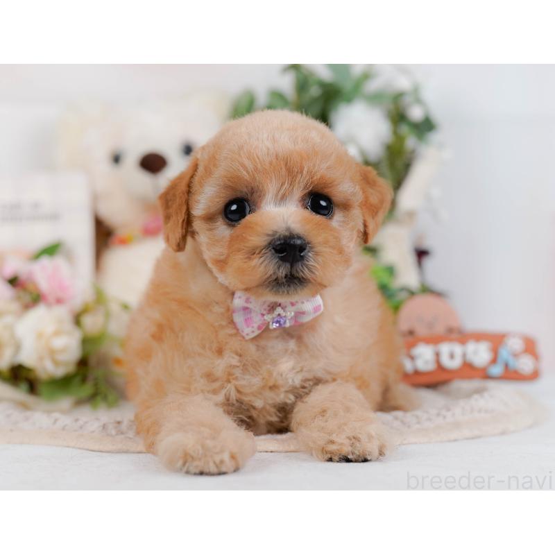 販売中の神奈川県のタイニープードル-427080の15枚目