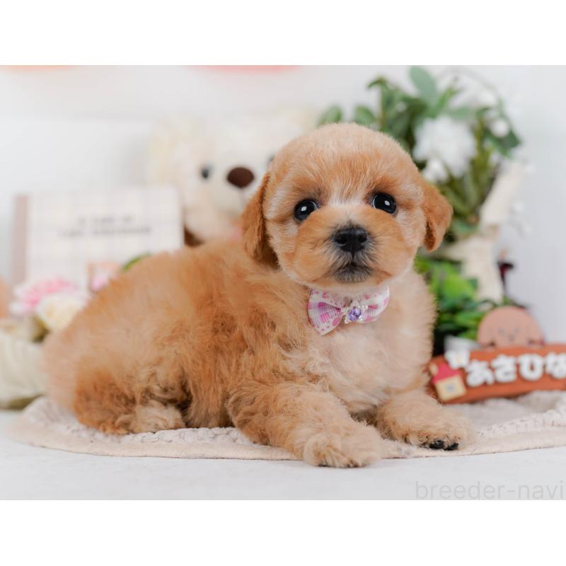販売中の神奈川県のタイニープードル-427080の13枚目