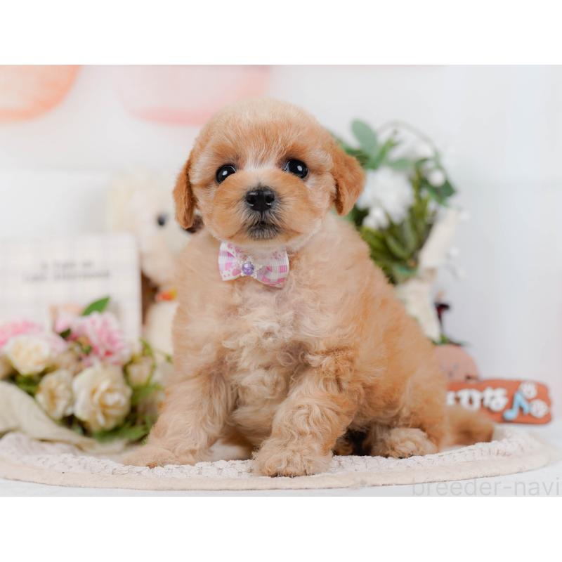 販売中の神奈川県のタイニープードル-427080の11枚目