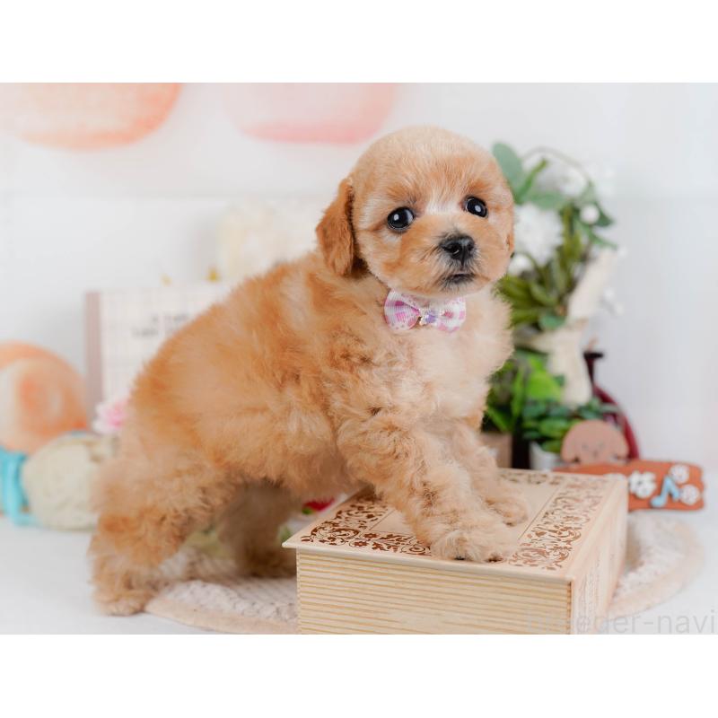 販売中の神奈川県のタイニープードル-427080の10枚目