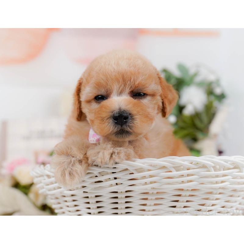 販売中の神奈川県のタイニープードル-427080の9枚目