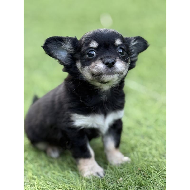 販売中の茨城県のチワワ(ロングコート)-423357の8枚目