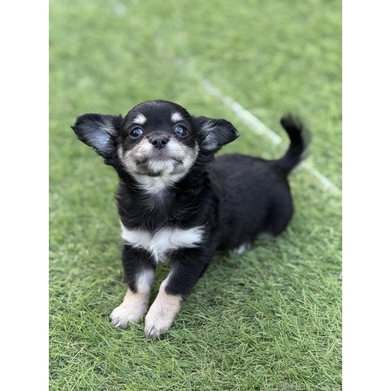 販売中の茨城県のチワワ(ロングコート)-423357の7枚目