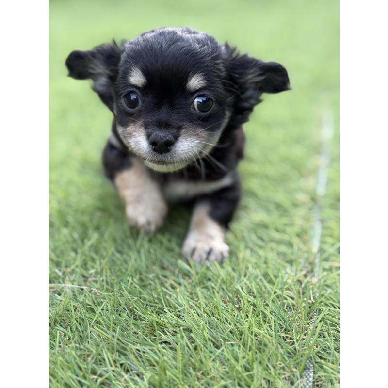 販売中の茨城県のチワワ(ロングコート)-423357の6枚目