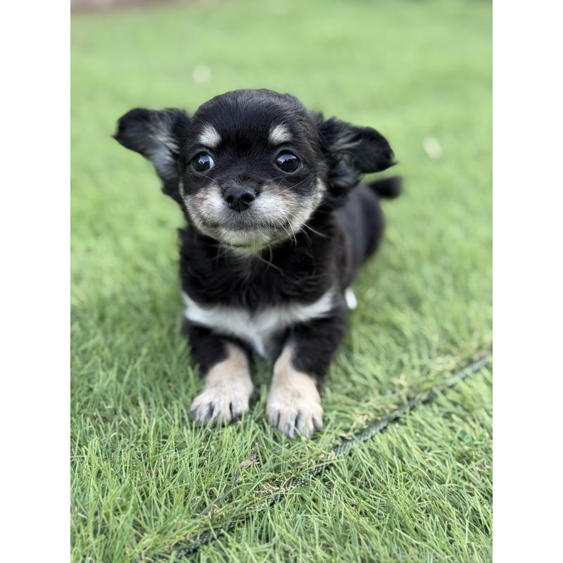 販売中の茨城県のチワワ(ロングコート)-423357の5枚目