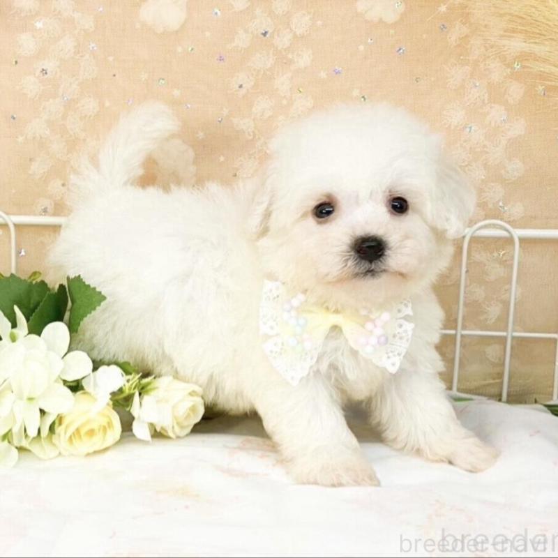 販売中の滋賀県のビションフリーゼ-427078