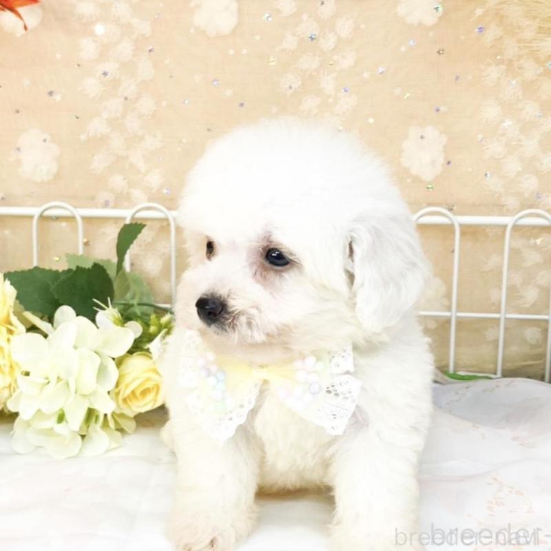 販売中の滋賀県のビションフリーゼ-427078の6枚目