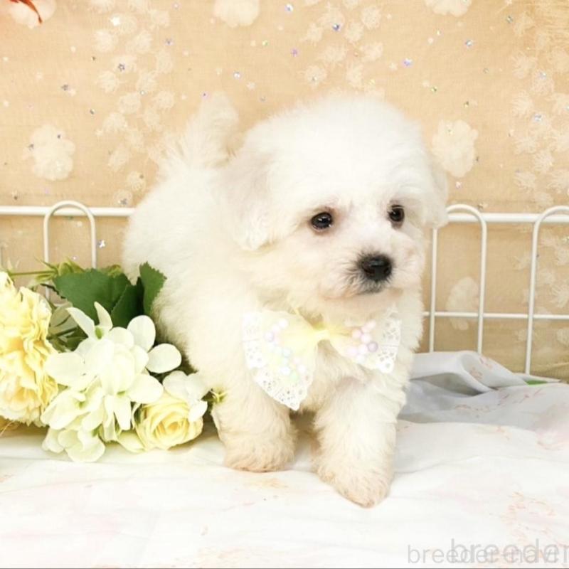 販売中の滋賀県のビションフリーゼ-427078の5枚目