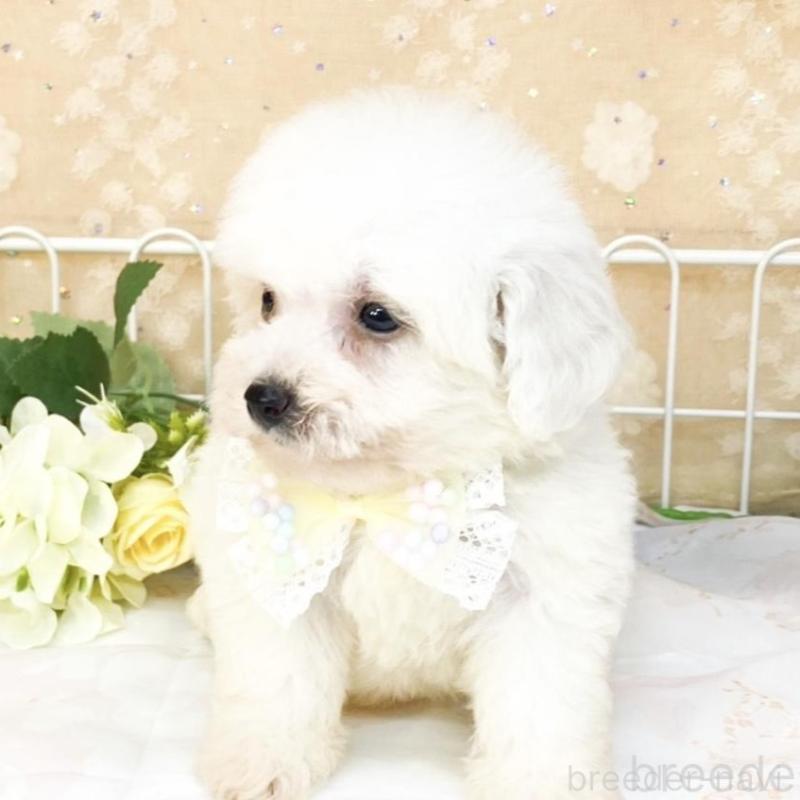 販売中の滋賀県のビションフリーゼ-427078の4枚目